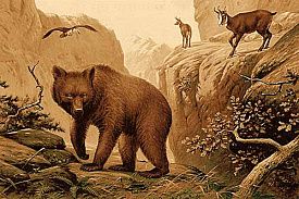 Ковер MERINOS DA VINCI FAUNA Z901 BROWN Медведь в горах