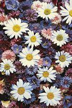 Шерстяной ковер Erdenet Hunnu Цветы 6A2366 176